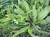 Laitue vireuse (Chessy, 2019-09) (1)